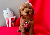 RED BROWN SAFKAN TOY POODLE BEBEKLER